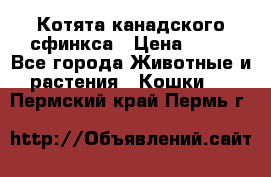 Котята канадского сфинкса › Цена ­ 15 - Все города Животные и растения » Кошки   . Пермский край,Пермь г.